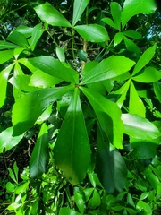 Pseudopanax lessonii