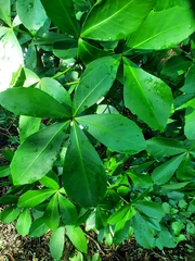 Pseudopanax lessonii