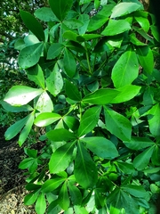 Pseudopanax lessonii