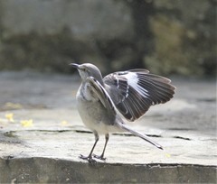 Mimus polyglottos orpheus
