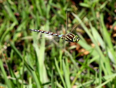 Zosteraeschna minuscula