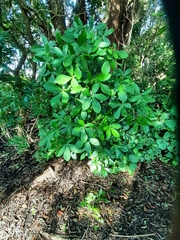 Pseudopanax lessonii