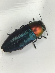 Melobasis cyaneipennis