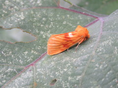 Eulithosia miaiphona