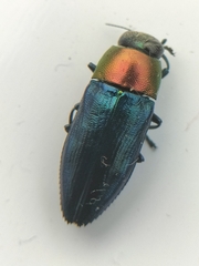 Melobasis cyaneipennis