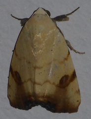 Xanthodes albago