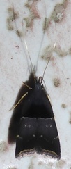 Lecithoceridae