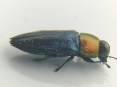Melobasis cyaneipennis