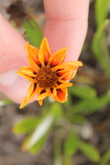 Gazania linearis