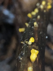 Dacrymyces capitatus