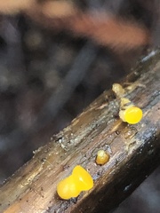 Dacrymyces capitatus