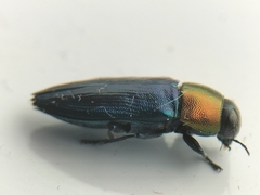 Melobasis cyaneipennis