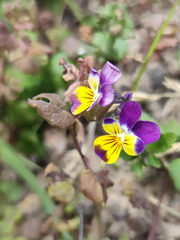 Viola × wittrockiana