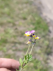 Viola × wittrockiana