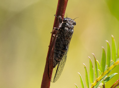 Atrapsalta encaustica