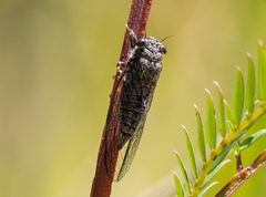 Atrapsalta encaustica