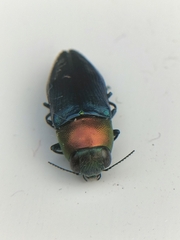 Melobasis cyaneipennis