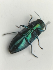 Melobasis cyaneipennis