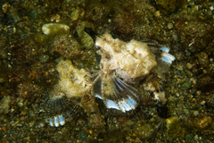 Eurypegasus draconis