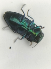 Melobasis cyaneipennis