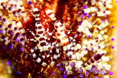 Periclimenes colemani