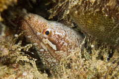 Gymnothorax zonipectis