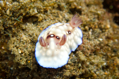 Goniobranchus hintuanensis