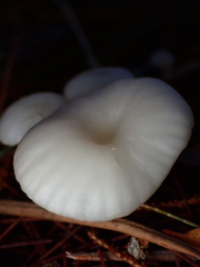 Marasmius calhouniae
