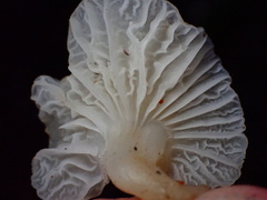 Marasmius calhouniae