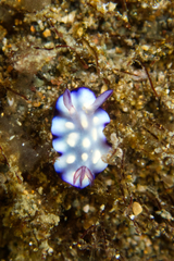 Goniobranchus hintuanensis