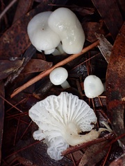 Marasmius calhouniae