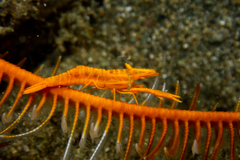 Hippolyte catagrapha