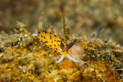 Favorinus tsuruganus