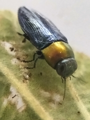Melobasis cyaneipennis