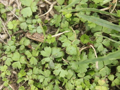 Hydrocotyle tripartita