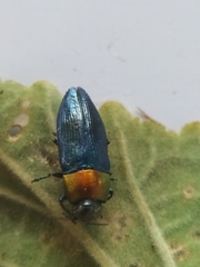 Melobasis cyaneipennis