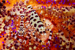 Periclimenes colemani