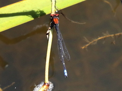 Pseudagrion massaicum