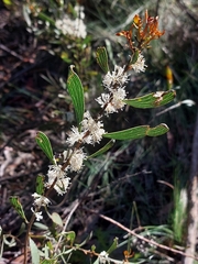 Hakea laevipes