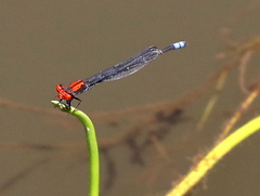Pseudagrion massaicum