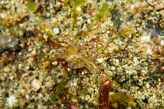 Stylocheilus striatus