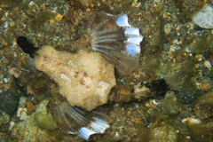 Eurypegasus draconis