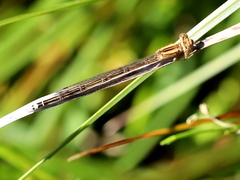 Pseudagrion kersteni