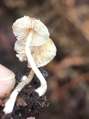 Cystolepiota seminuda