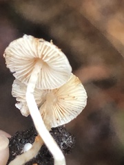 Cystolepiota seminuda