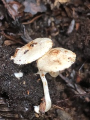 Cystolepiota seminuda