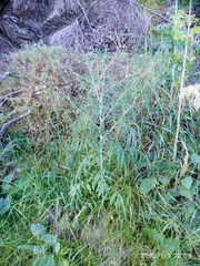 Sisymbrium altissimum