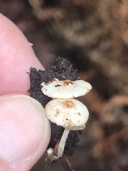 Cystolepiota seminuda