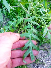 Sisymbrium altissimum