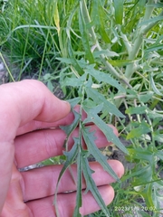 Sisymbrium altissimum